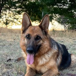 Chira - German Shepherd