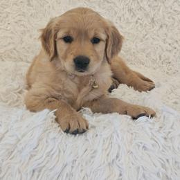 Nellie - Golden female Golden Retriever puppy in Milton Freewater, Oregon from Lilac Acres