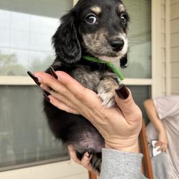 Black and cream piebald with brindle points - Piebald male Dachshund puppy in Hutto, Texas from R.G. Dachshunds