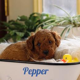 Pepper - Apricot male Poodle puppy in Pottersville, Missouri from Christina Miller's Poodles