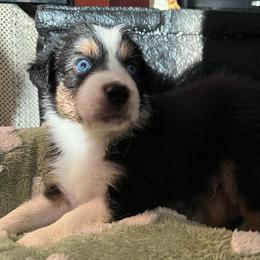 Duke Of Weselton - Black tri-color male Australian Shepherd puppy in Hemet, California from Perfect Companion Aussie's