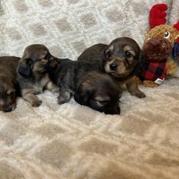 Dachshund Puppies from Steadfast station, mini dachshunds