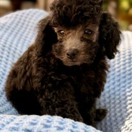 BB - AKC - Silver male Poodle puppy in Flagstaff, Arizona from Fido Dei Poodles