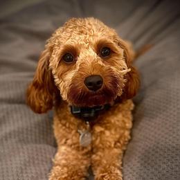 Lucy - Cavapoo