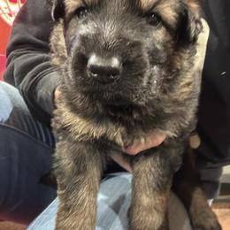 Boy 4 - male German Shepherd puppy in Laurens, New York from Vom Chivalry Haus German Shepherds