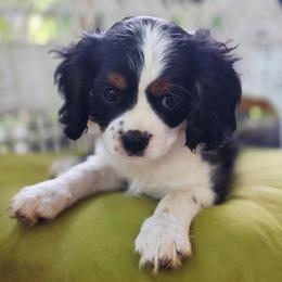 Abilene - Tri-color female Cavalier King Charles Spaniel puppy in Watsontown, Pennsylvania from Huntsman Cavaliers