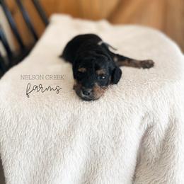 Gouda - Black & tan male Maltipoo puppy in Huntsville, Texas from Nelson Creek Farms