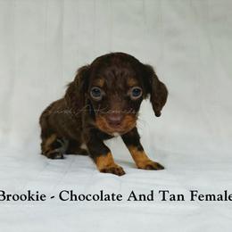 Brookie - Chocolate and tan female Dachshund puppy in Quitman, Mississippi from S-and-A Kennels