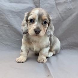 Linguine - Dapple male Dachshund puppy in Vero Beach, Florida from Joseph’s Dachshunds