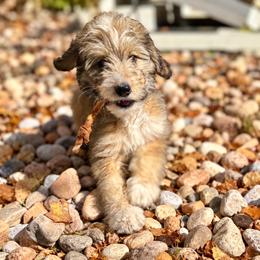 Tricky - Sable female Bernedoodle puppy in Springville, Utah from Oodles of Bernedoodles