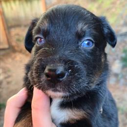 Jolly - Black tri-color male Australian Shepherd puppy in Washington from Arbor hill Australian Shepherds