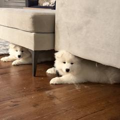 Samoyed Puppies from Frostbourn Samoyeds