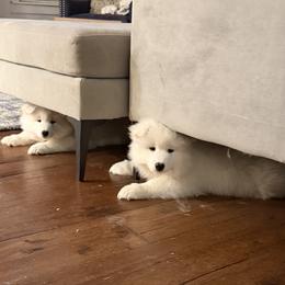 Samoyed Puppies from Frostbourn Samoyeds