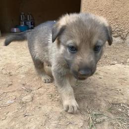 Girl 1 (Pink) - Sable female German Shepherd puppy in Greenwood, South Carolina from Malone’s Palmetto Puppies