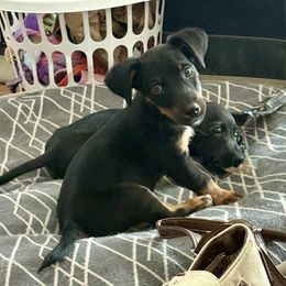 Ringo - White and black male Russell Terrier puppy in Great Falls, Montana from VS Golden Fields