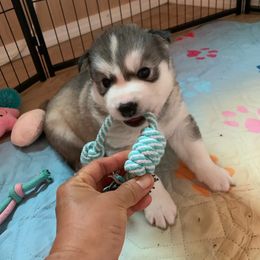 Siberian Husky Puppies from Canace Siberians