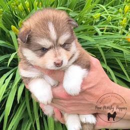Boy 4 - male Pomsky puppy in Menahga, Minnesota from Mini Pomsky Puppies