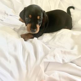 Boy 4 - Black and tan Dachshund puppy in Silver Springs, Florida from DeMarsh's Dachshunds