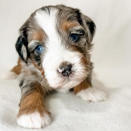 Gouda - Blue merle female Aussiedoodle puppy in Sharpsburg, Georgia from Steindoodles