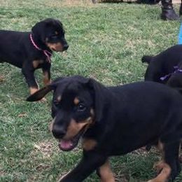 Doberman Pinschers from Cadence Dobermans
