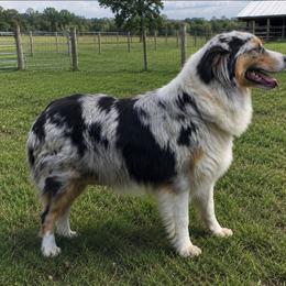Australian Shepherd puppies from Work 'n' Ranch Aussies LLC