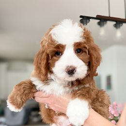 Bernedoodle and Cavapoo Puppies from Wonderful World Doodles
