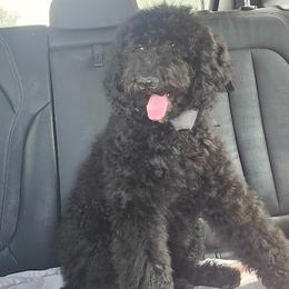 Lancelot - Black male Poodle puppy in El Paso, Texas from Greyzer Poodles