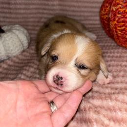 Rose - Red merle and white female American Corgi puppy in Madison, North Carolina from Montgomery Corgis