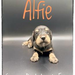 Alfie - Black and cream male Dachshund puppy in Cincinnati, Ohio from Caines Dachshund Farm