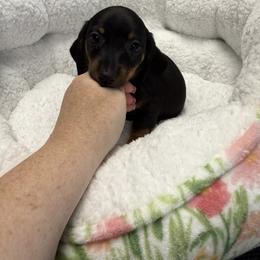 Dachshund Puppies from The Southern Sasuage Co