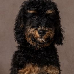 Poodle Puppies from Horse Creek Valley Ranch