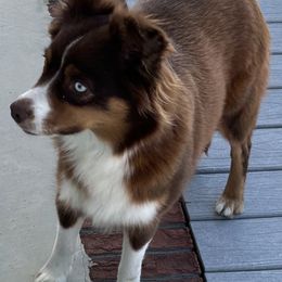 Oakley - Miniature Australian Shepherd