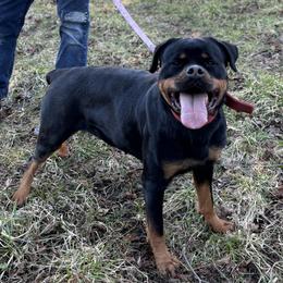 Pinky - Rottweiler