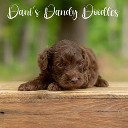 King - Brown and white male Aussiedoodle puppy in Roebuck, South Carolina from Dani's Dandy Doodles