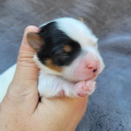 Dottie - Parti female Yorkshire Terrier puppy in Middleton, Idaho from Rocky Mountain Yorkies