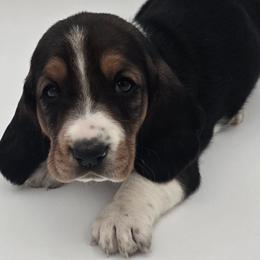 Teal Collar - Black brown and white male Basset Hound puppy in Snow Camp, North Carolina from V's Southern Angels