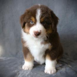 Farmer - Red tri male Miniature Australian Shepherd puppy in Menomonee Falls, Wisconsin from Hunt N Oaks