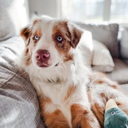 Ranger - Australian Shepherd