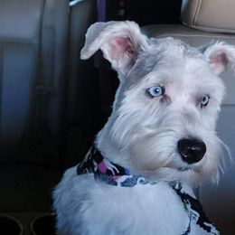 Pearl - Miniature Schnauzer