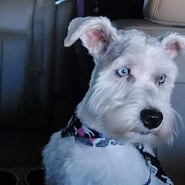 Pearl - Miniature Schnauzer
