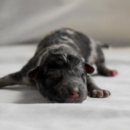 Cooper - Merle male Cockapoo puppy in Ellensburg, Washington from Dawn to Dusk Cockapoos