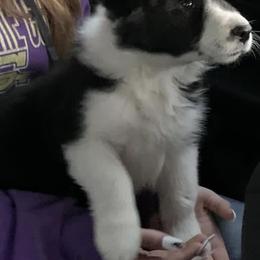 Border Collie and Miniature Australian Shepherd Puppies from Ross Vegas Kennels