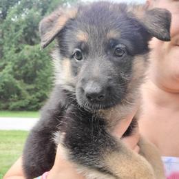 Purple - Black and red female German Shepherd puppy in Coatesville, Pennsylvania from Jessica's German Shepherds
