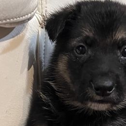 Boy 3 - Black and tan German Shepherd puppy in Austin, Texas from Vom Haus Roman