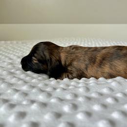 Red Brindle female (masked) - Brindle female Dachshund puppy in Shelley, Idaho from Journey’s End Dachshunds