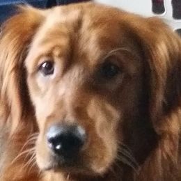 Reno - Golden Retriever