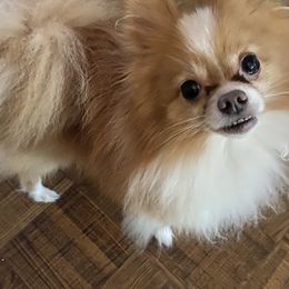 Fabio - Pomeranian