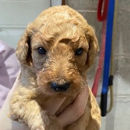 Boy 4 - Poodle puppy from Celebrity Standard Poodles