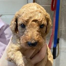Boy 4 - Poodle puppy from Celebrity Standard Poodles