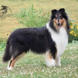 Colin - Collie